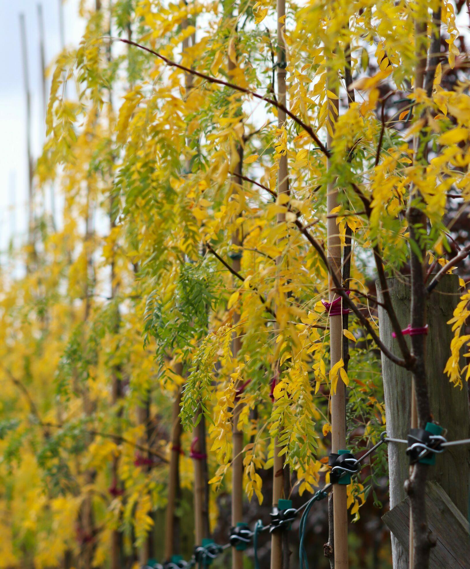 Gleditsia Triacanthos 'skyline' - View 31 from www redcrocus com
