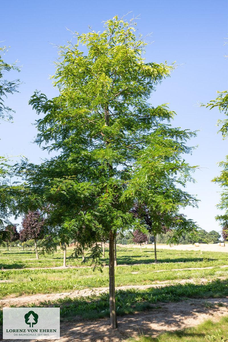 Gleditsia Triacanthos 'skyline' - View 32 from www redcrocus com