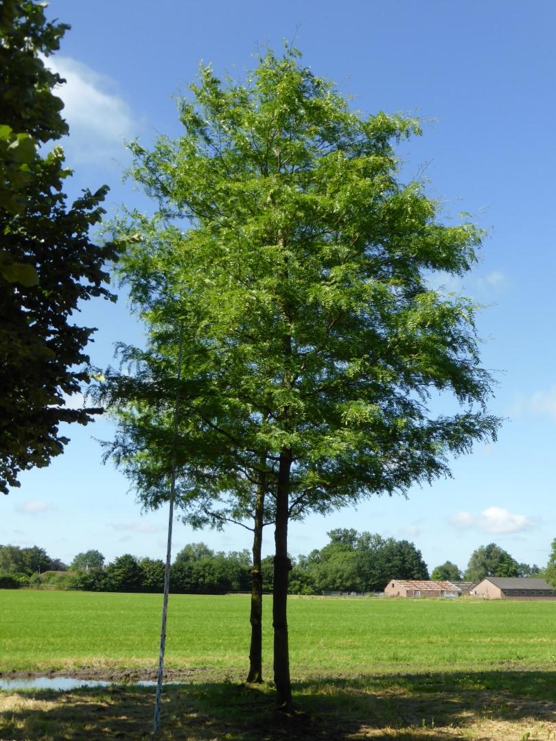 Gleditsia Triacanthos 'skyline' - View 34 from www redcrocus com