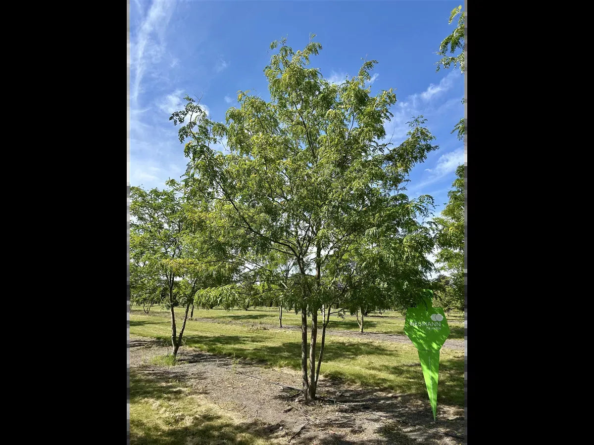 Gleditsia Triacanthos 'skyline' - View 36 from www redcrocus com