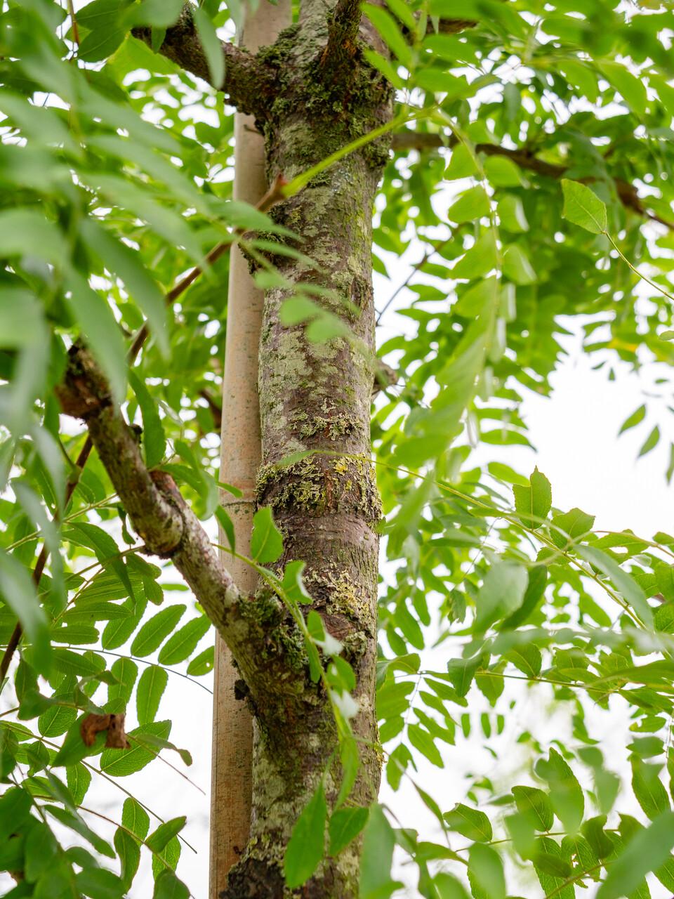 Gleditsia Triacanthos 'skyline' - View 38 from www redcrocus com