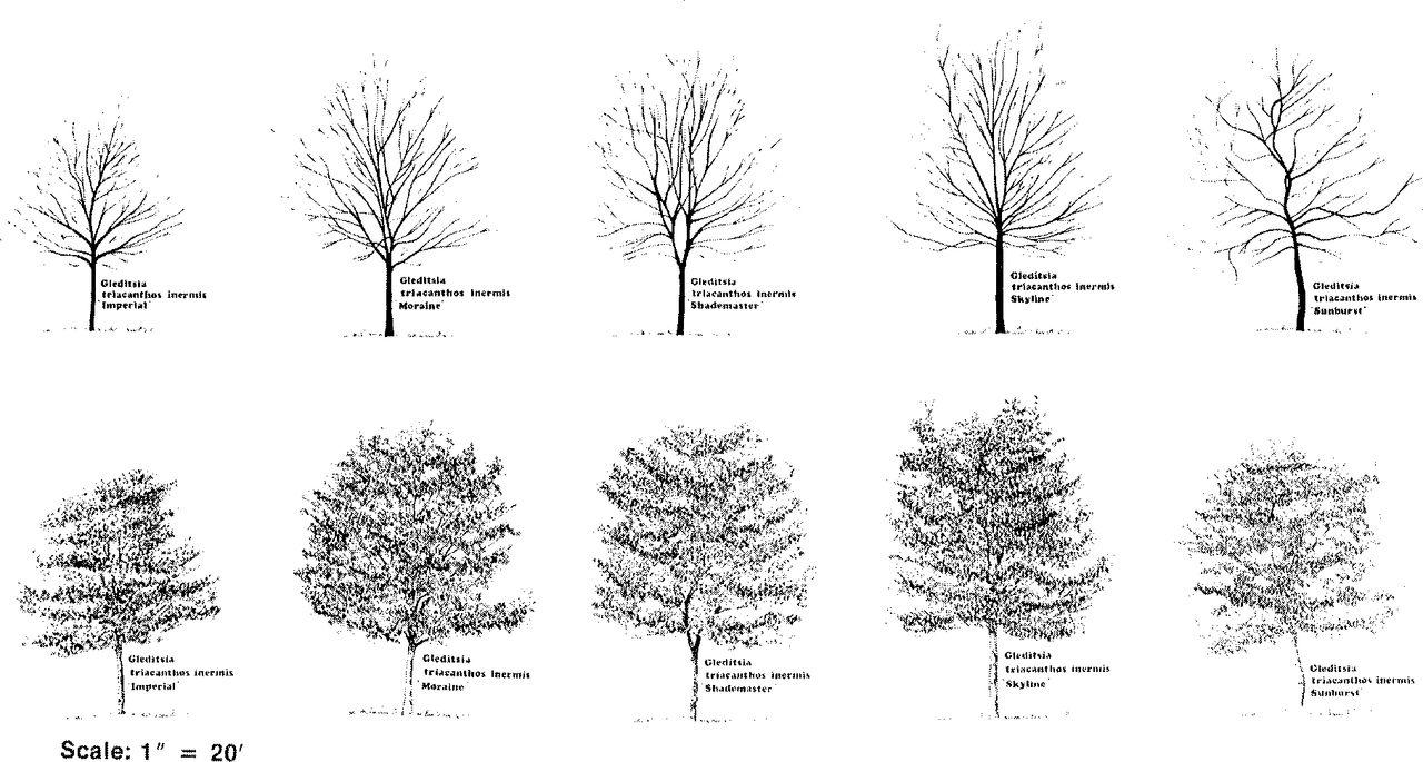 Gleditsia Triacanthos 'skyline' - View 3 from www redcrocus com