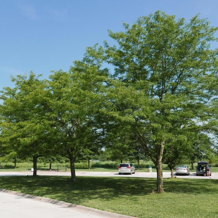 Gleditsia Triacanthos 'skyline' - View 40 from www redcrocus com