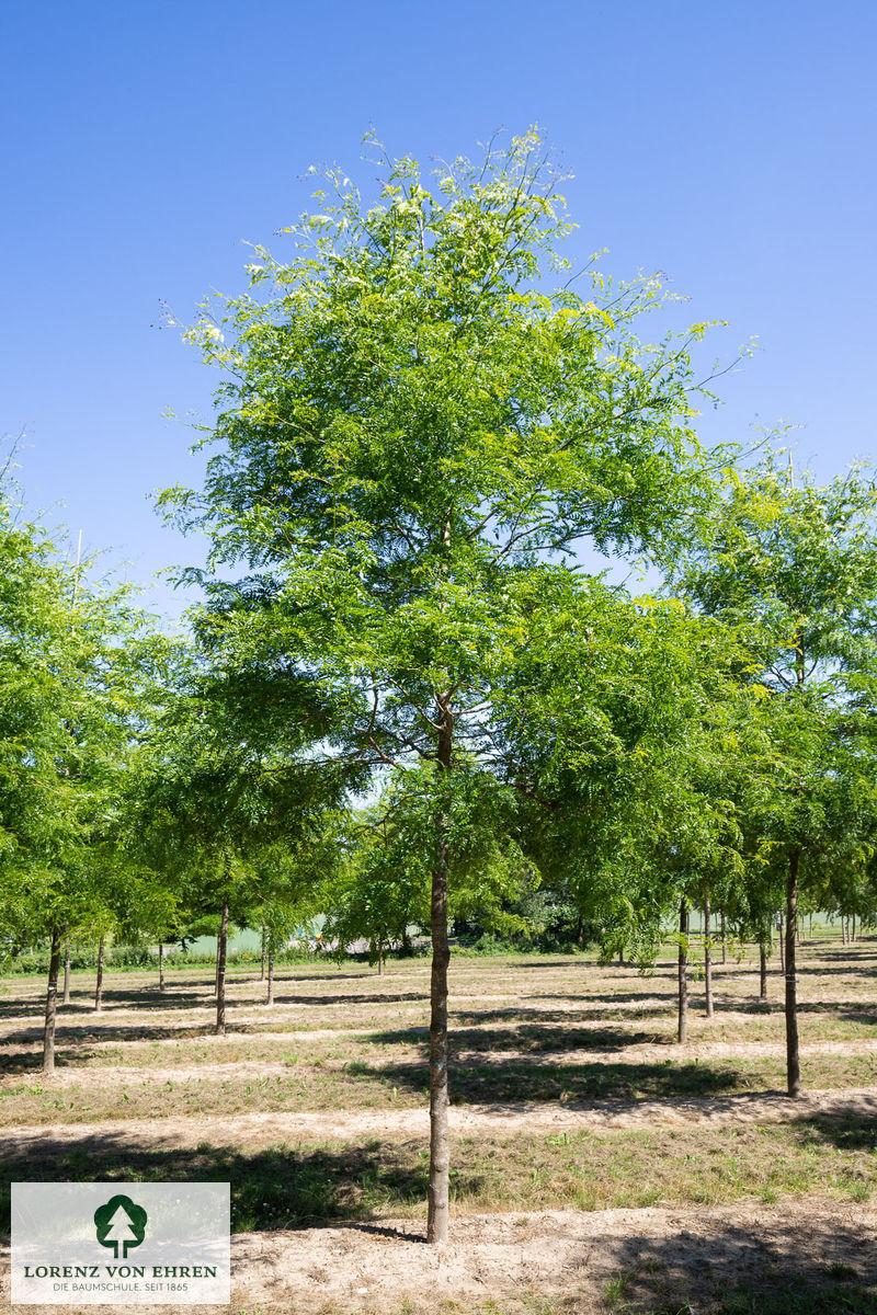 Gleditsia Triacanthos 'skyline' - View 8 from www redcrocus com