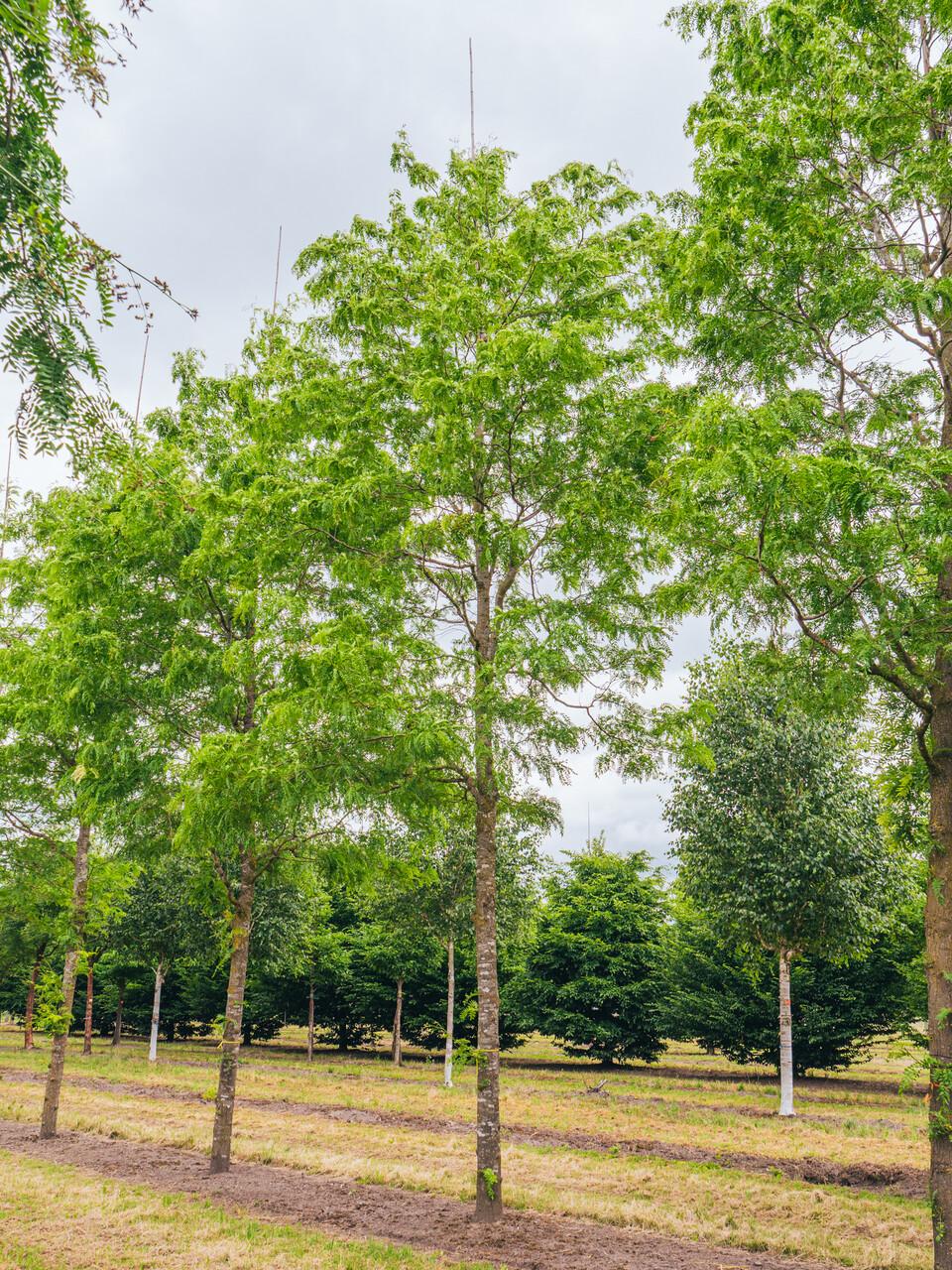 Gleditsia Triacanthos 'skyline' - View 9 from www redcrocus com