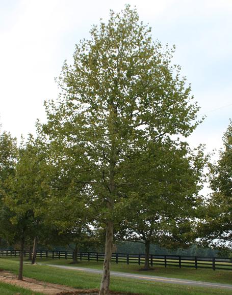 Platanus Acerifolia Bloodgood - View 16 from www redcrocus com