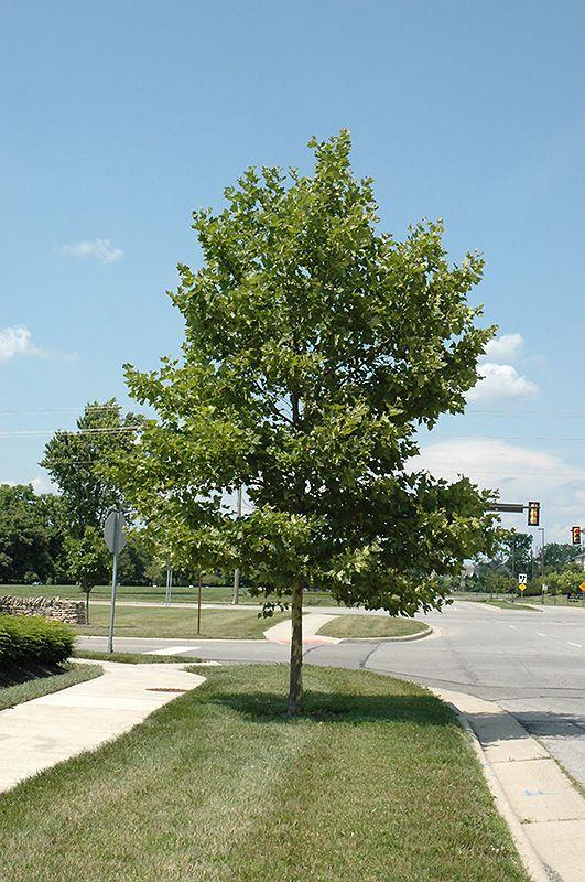 Platanus Acerifolia Bloodgood - View 17 from www redcrocus com