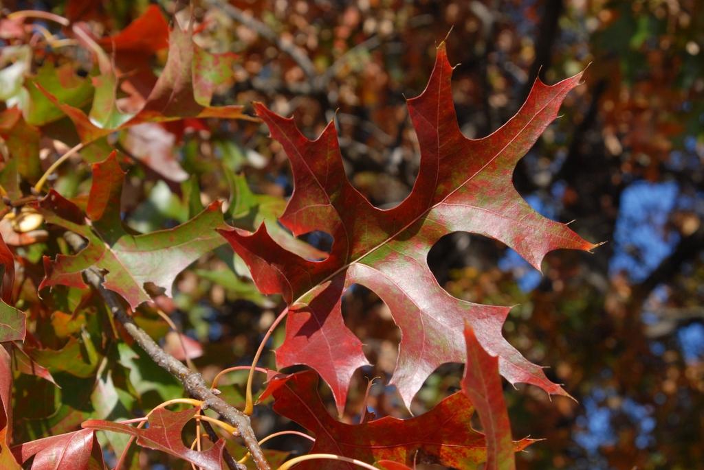 Quercus Palustris - View 11 from www redcrocus com