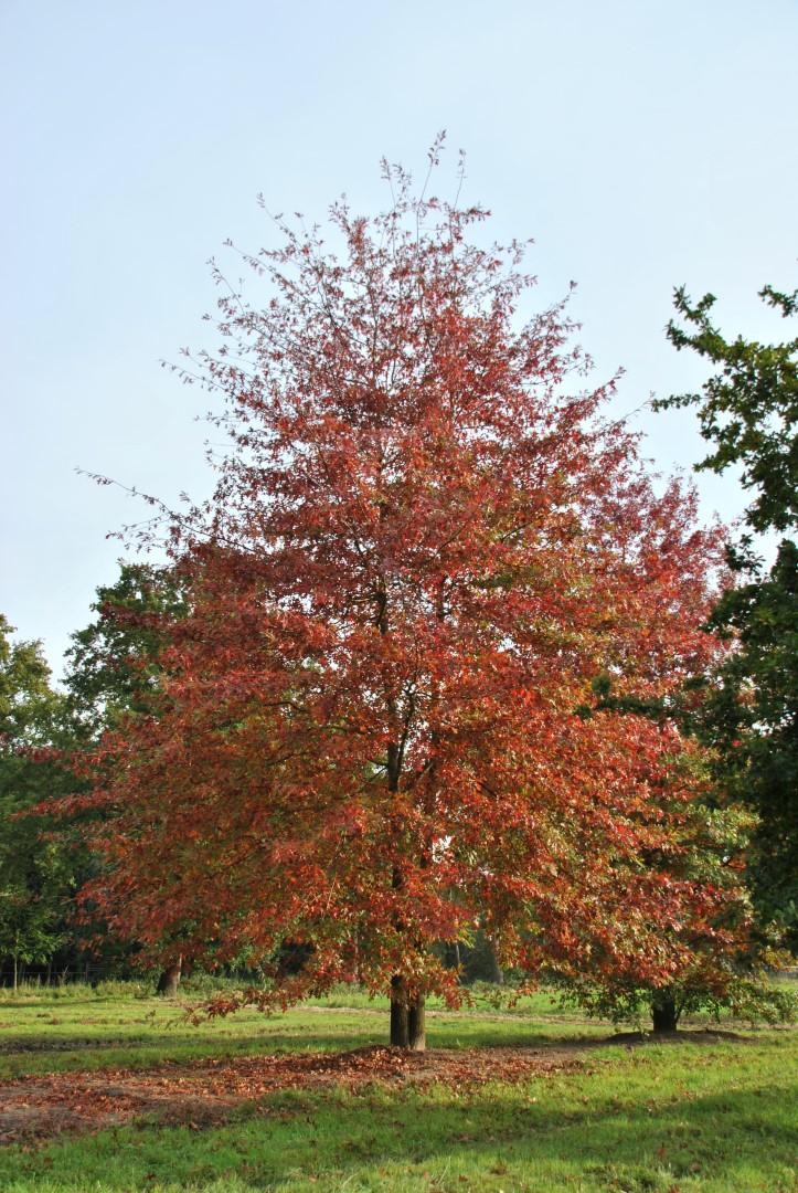 Quercus Palustris - View 4 from www redcrocus com