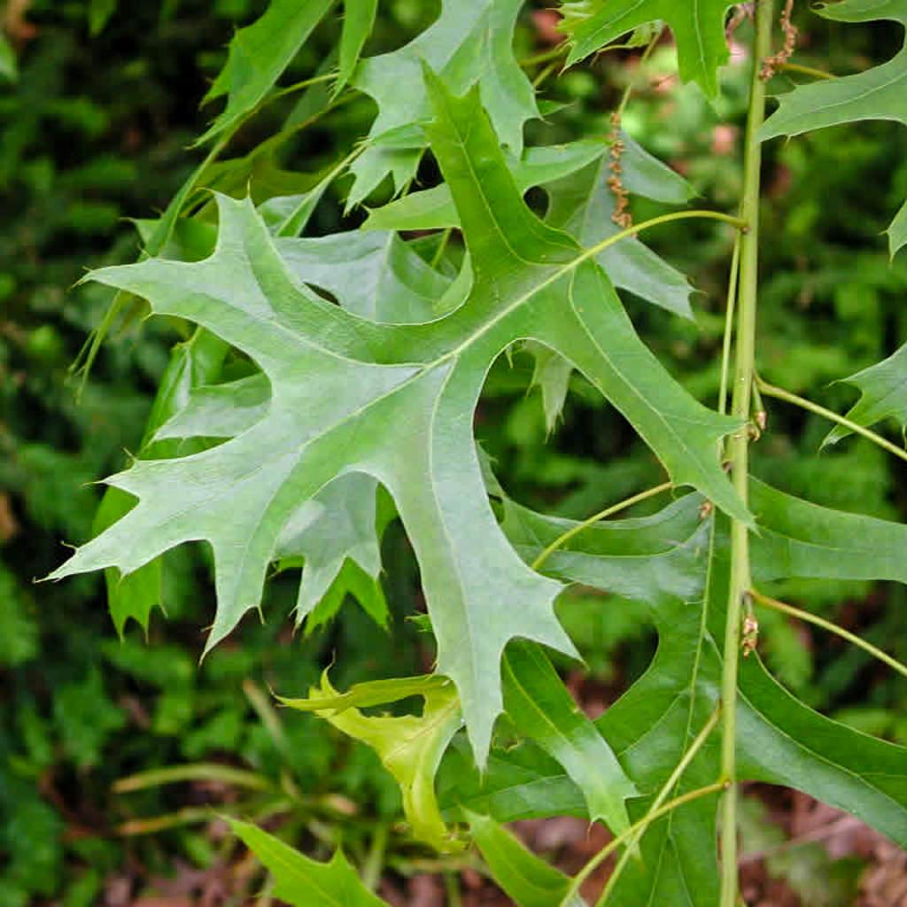 Quercus Palustris - View 6 from www redcrocus com