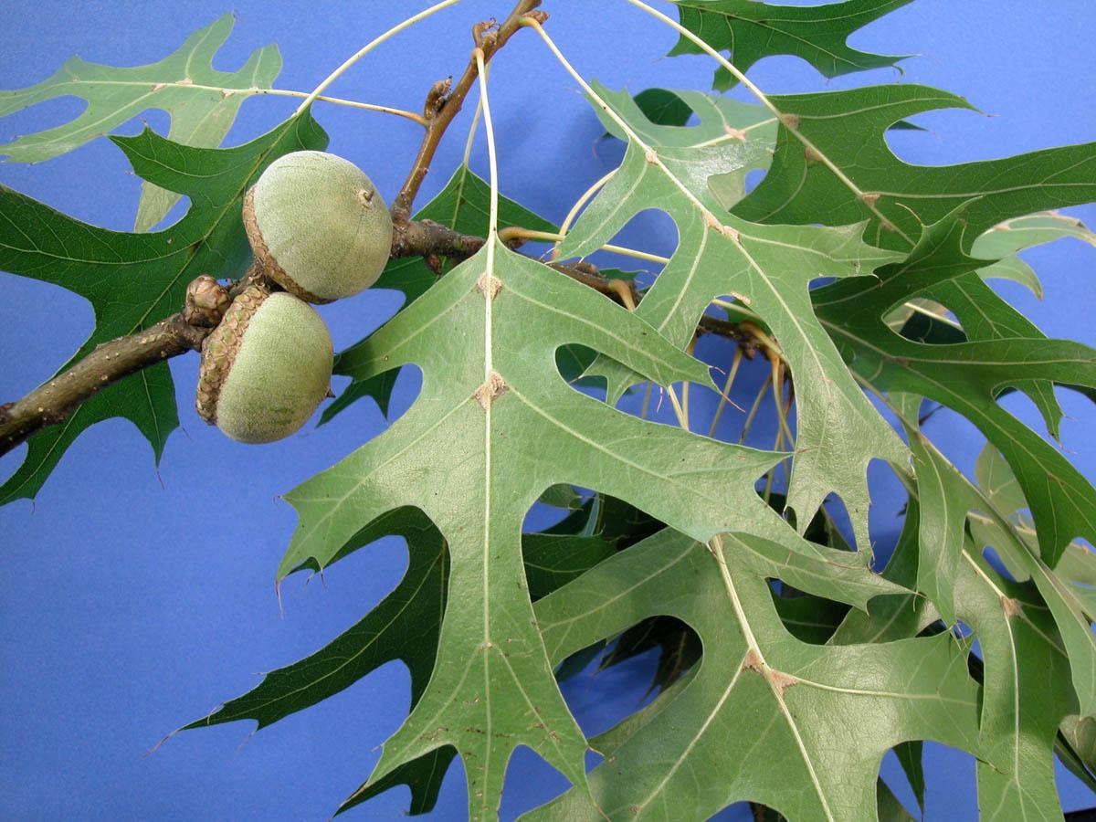 Quercus Palustris - View 12 from www redcrocus com