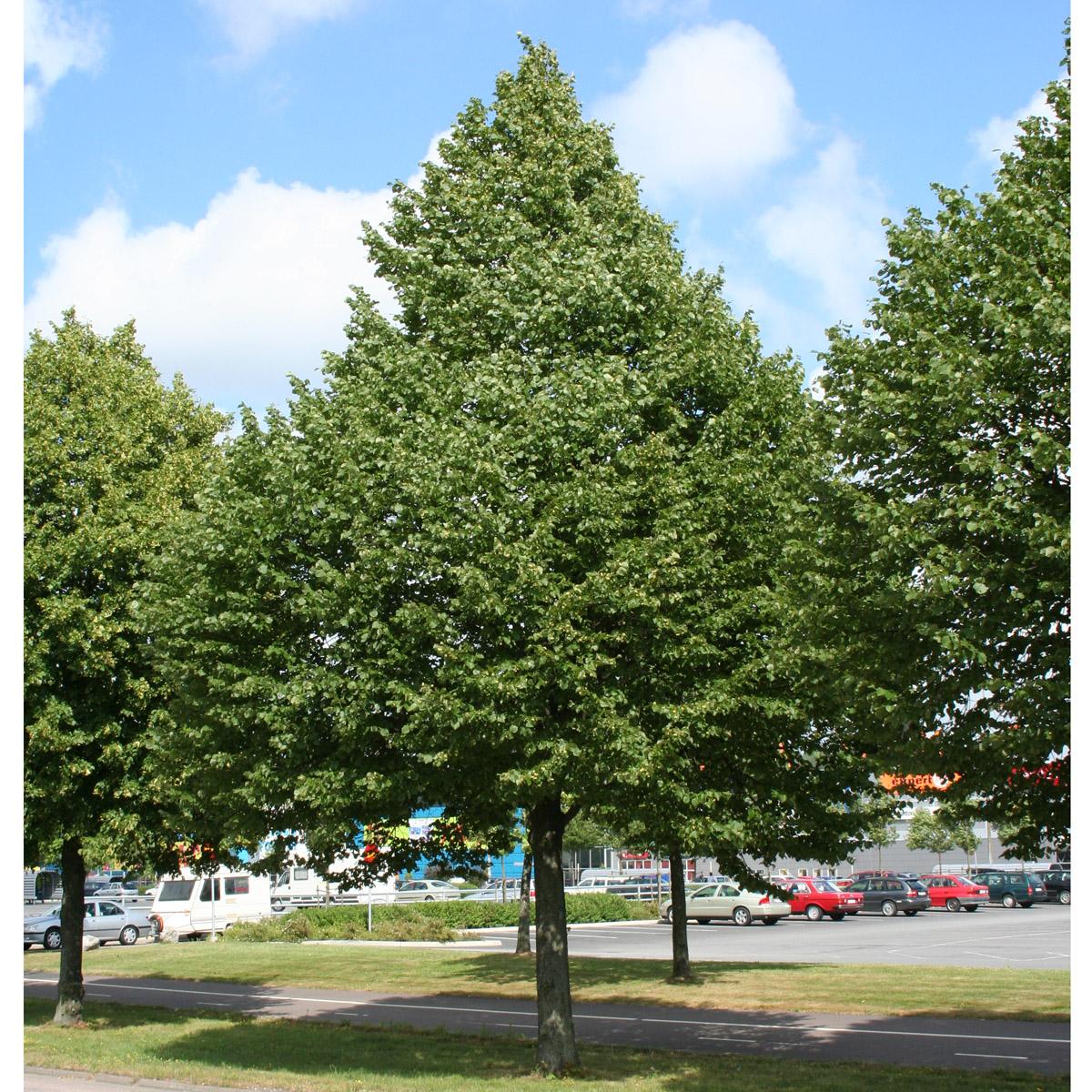 Tilia Cordata Greenspire - View 6 from www redcrocus com