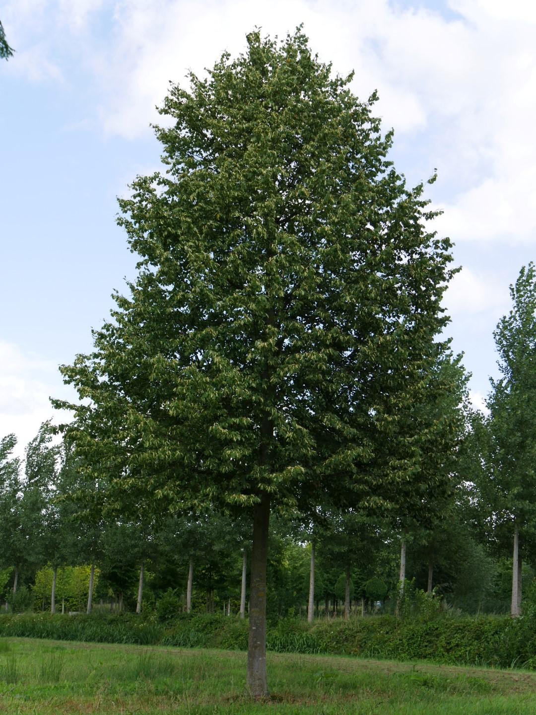 Tilia Cordata Greenspire - View 2 from www redcrocus com