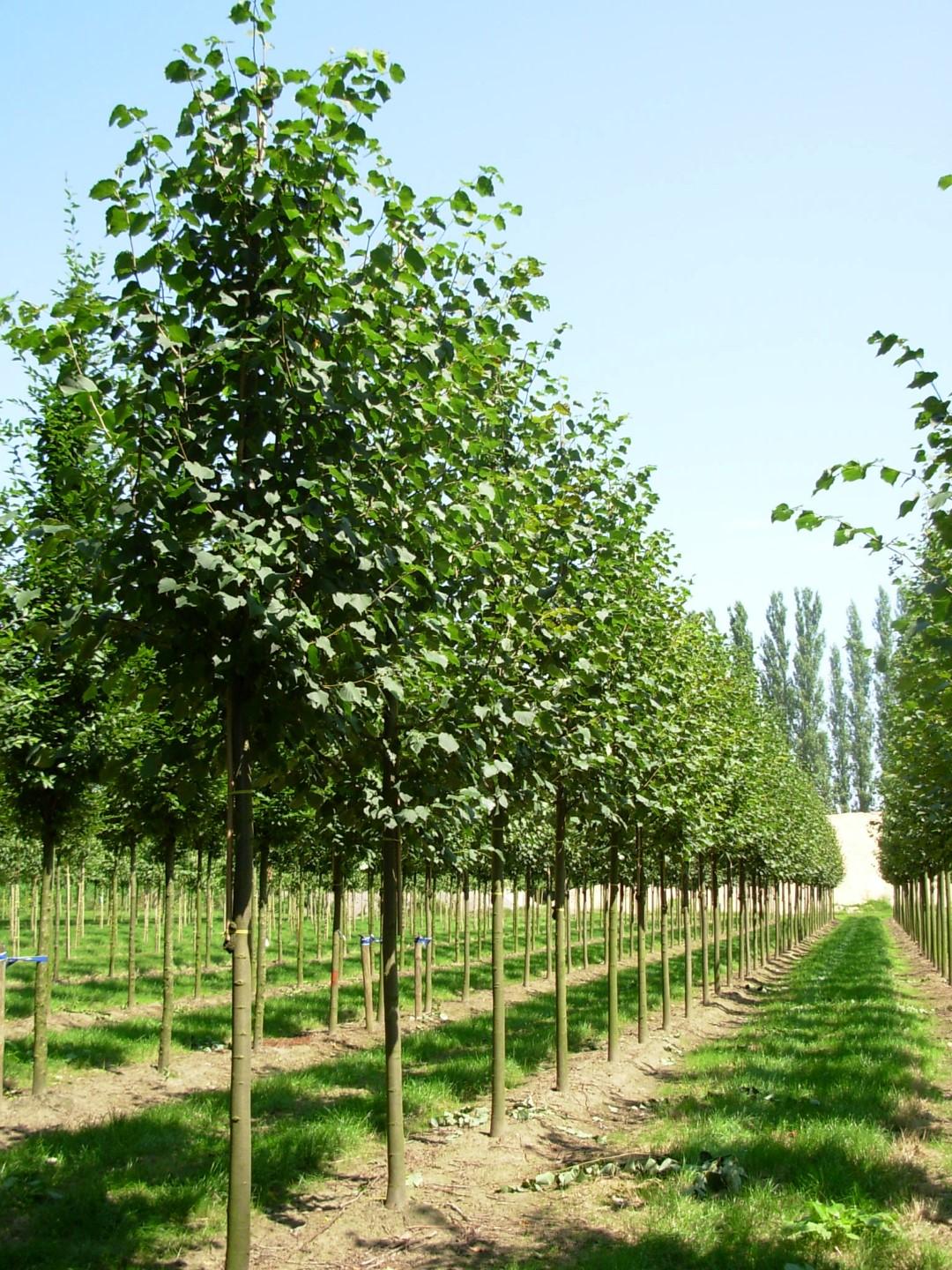 Tilia Cordata Greenspire - View 4 from www redcrocus com