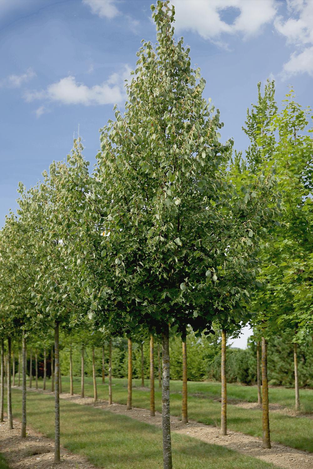 Tilia Cordata Greenspire - View 6 from www redcrocus com