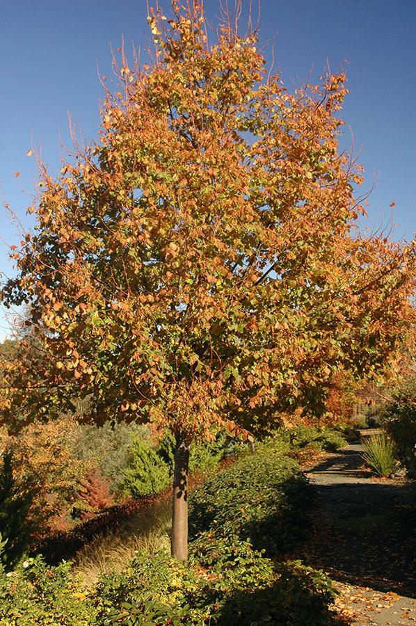 Tilia Cordata Greenspire - View 7 from www redcrocus com