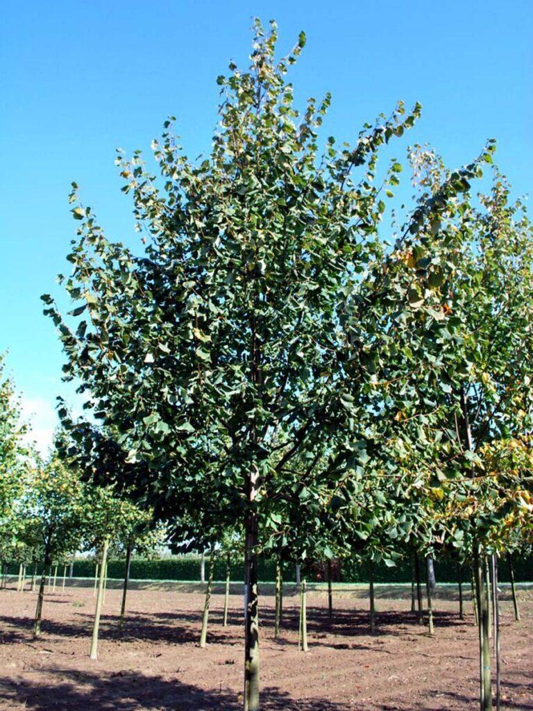 Tilia Cordata 'greenspire' - View 10 from www redcrocus com