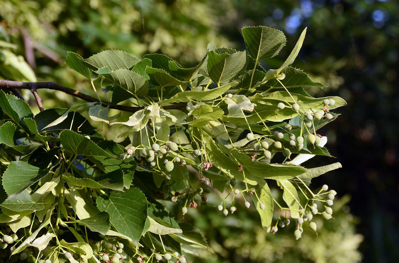 Tilia Cordata 'greenspire' - View 12 from www redcrocus com