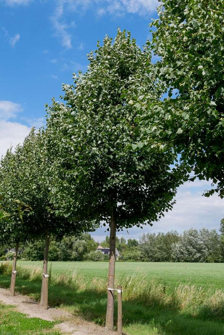 Tilia Cordata 'greenspire' - View 15 from www redcrocus com