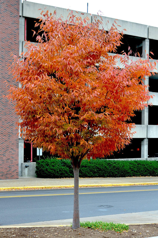 Zelkova Serrata Green Vase - View 10 from www redcrocus com