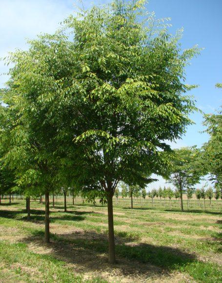 Zelkova Serrata Green Vase - View 4 from www redcrocus com