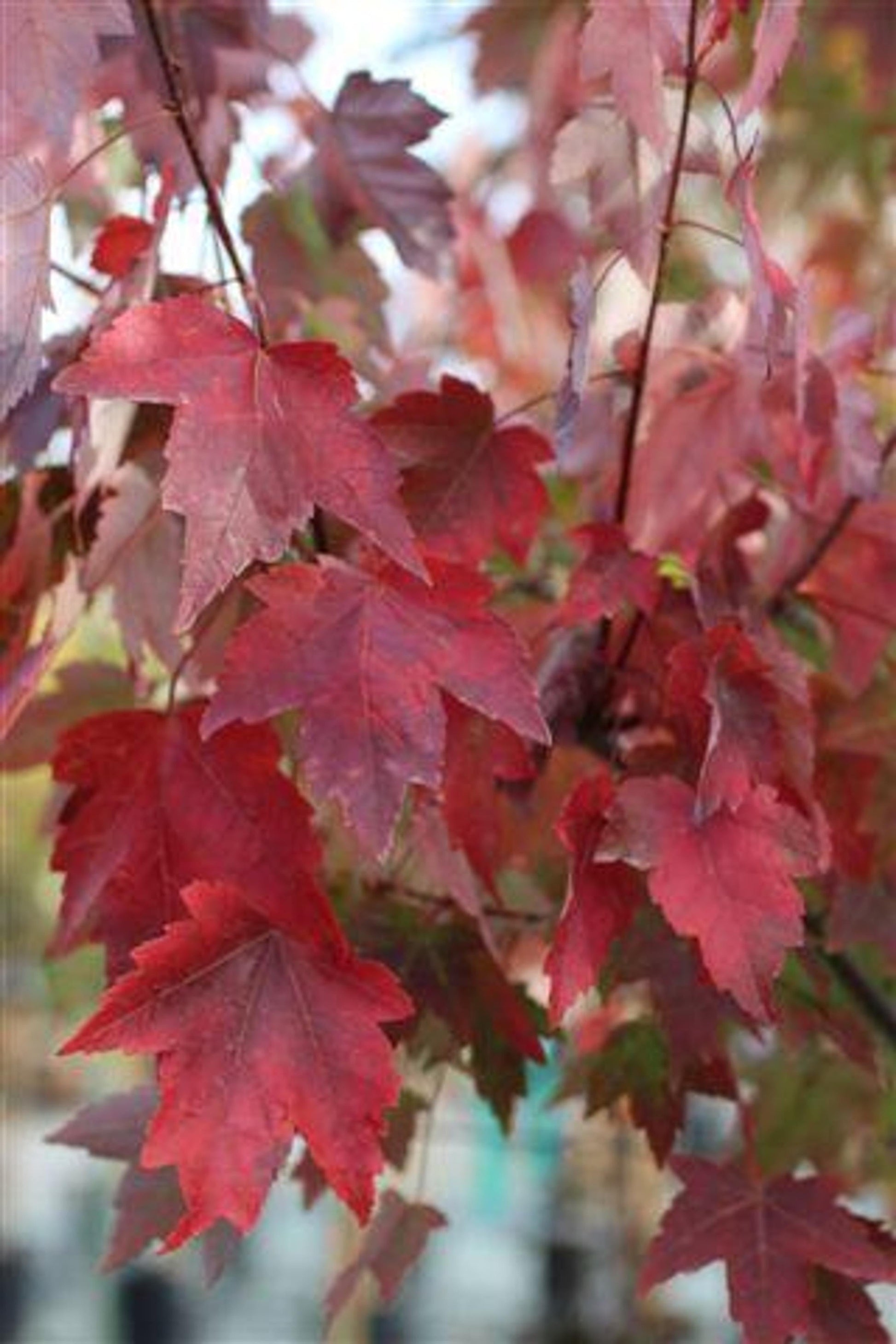 Acer Rubrum Armstrong - View 6 from www redcrocus com