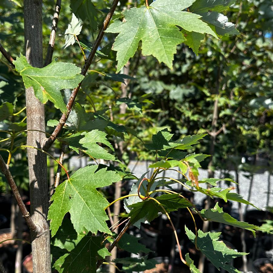 Acer Rubrum Armstrong - View 9 from www redcrocus com