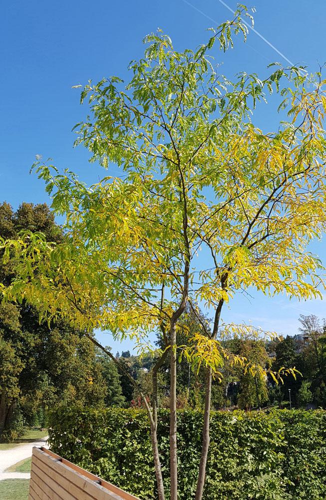 Gleditsia Triacanthos Skyline - View 13 from www redcrocus com