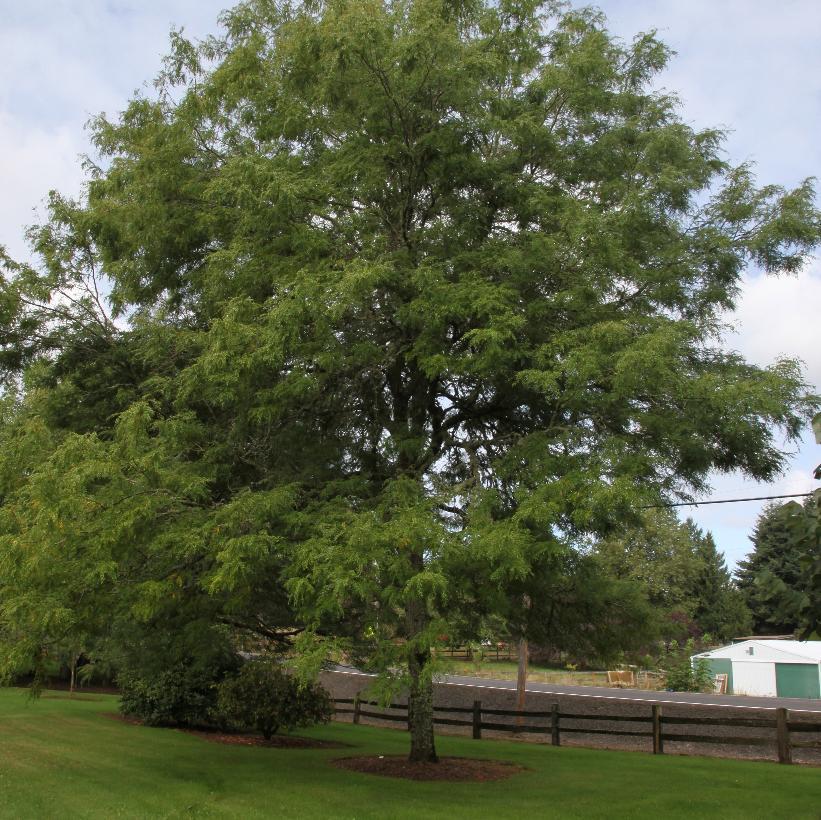 Gleditsia Triacanthos Skyline - View 17 from www redcrocus com