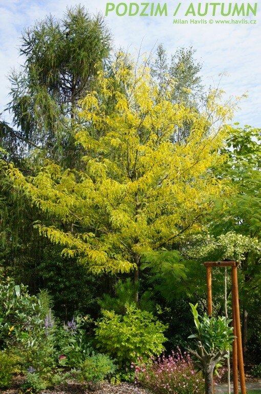 Gleditsia Triacanthos Skyline - View 7 from www redcrocus com