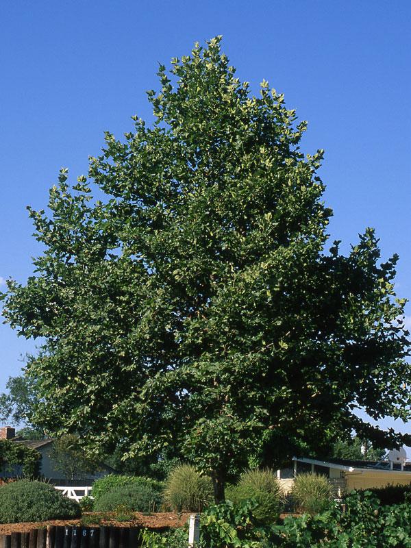 Platanus Acerifolia Bloodgood - View 11 from www redcrocus com