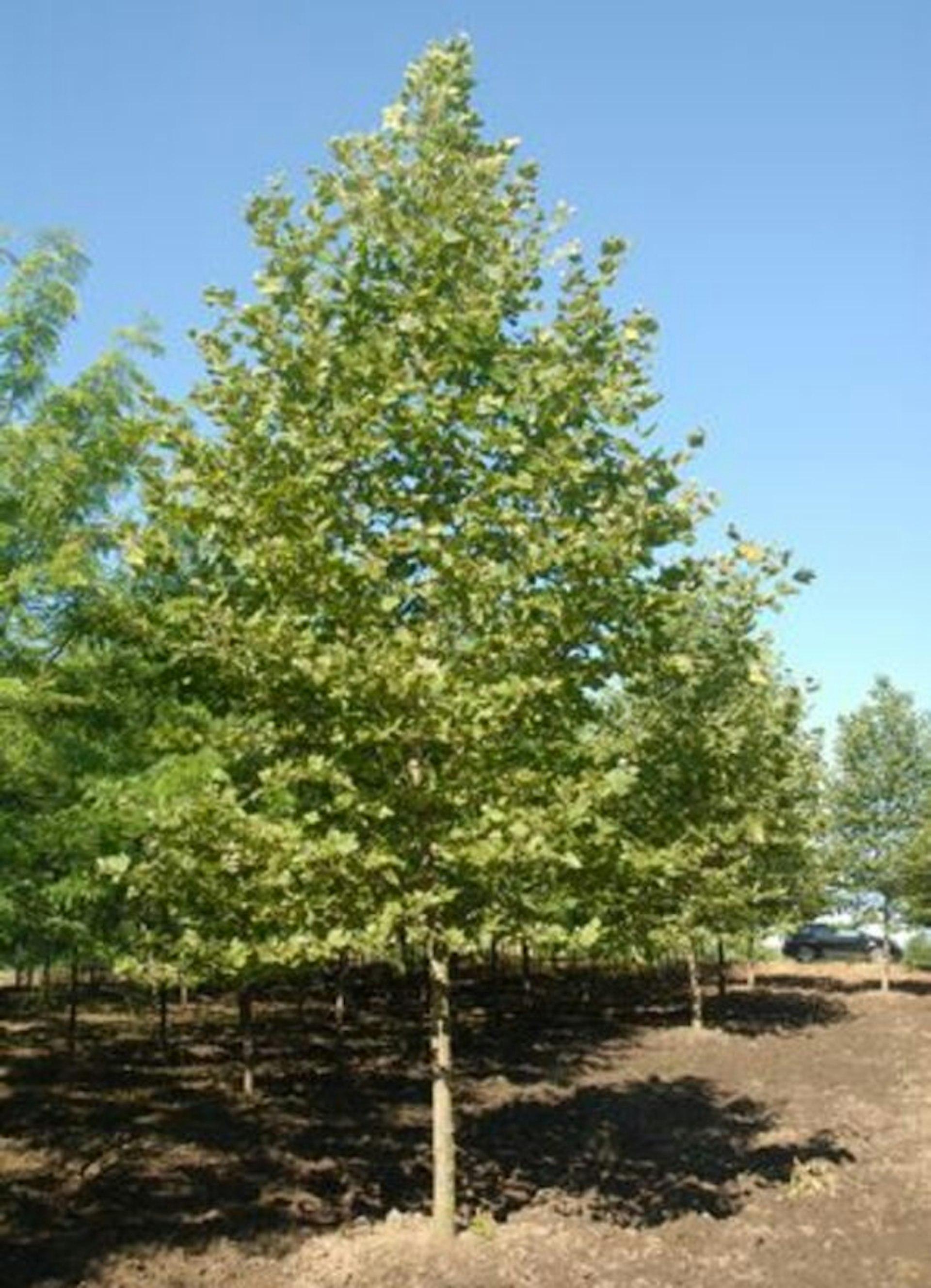 Platanus Acerifolia Bloodgood - View 14 from www redcrocus com