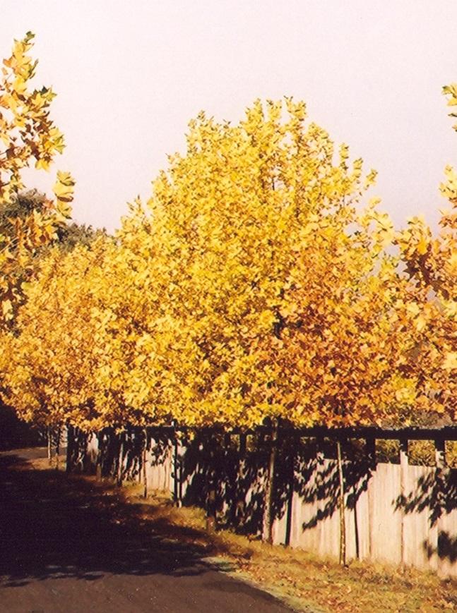 Platanus Acerifolia Bloodgood - View 15 from www redcrocus com