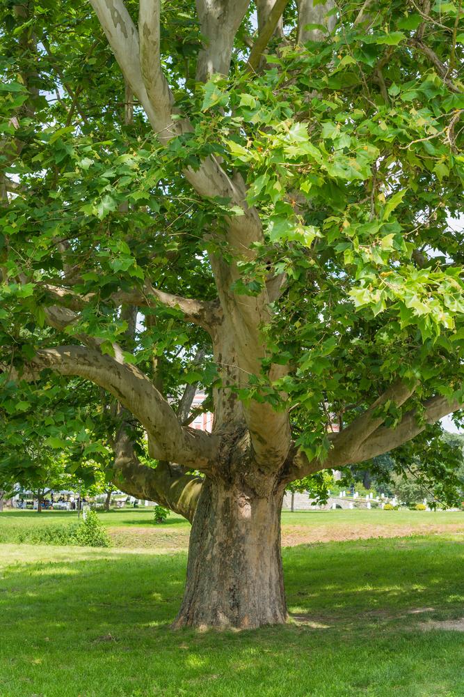 Platanus Acerifolia Bloodgood - View 16 from www redcrocus com