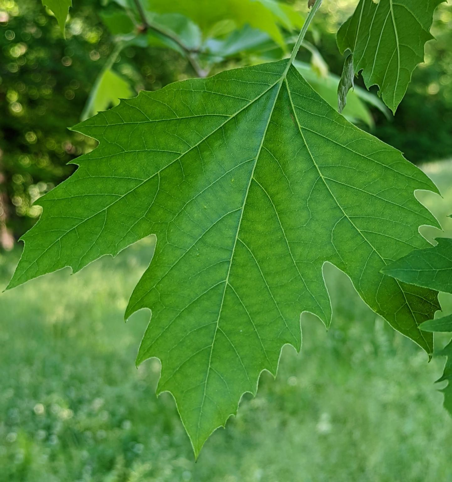 Platanus Acerifolia Bloodgood - View 19 from www redcrocus com