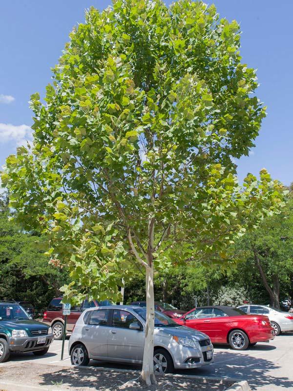 Platanus Acerifolia Bloodgood - View 2 from www redcrocus com