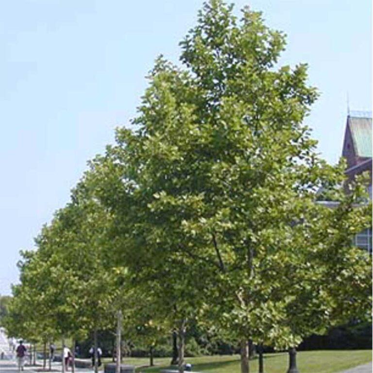 Platanus Acerifolia Bloodgood - View 5 from www redcrocus com
