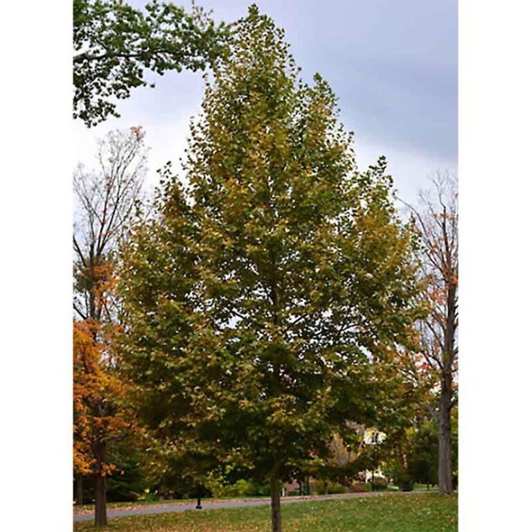 Platanus Acerifolia Bloodgood - View 7 from www redcrocus com