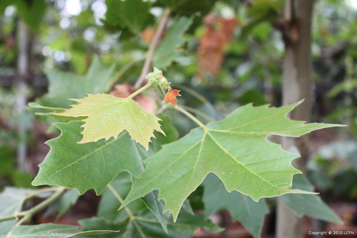 Platanus Acerifolia Bloodgood - View 9 from www redcrocus com