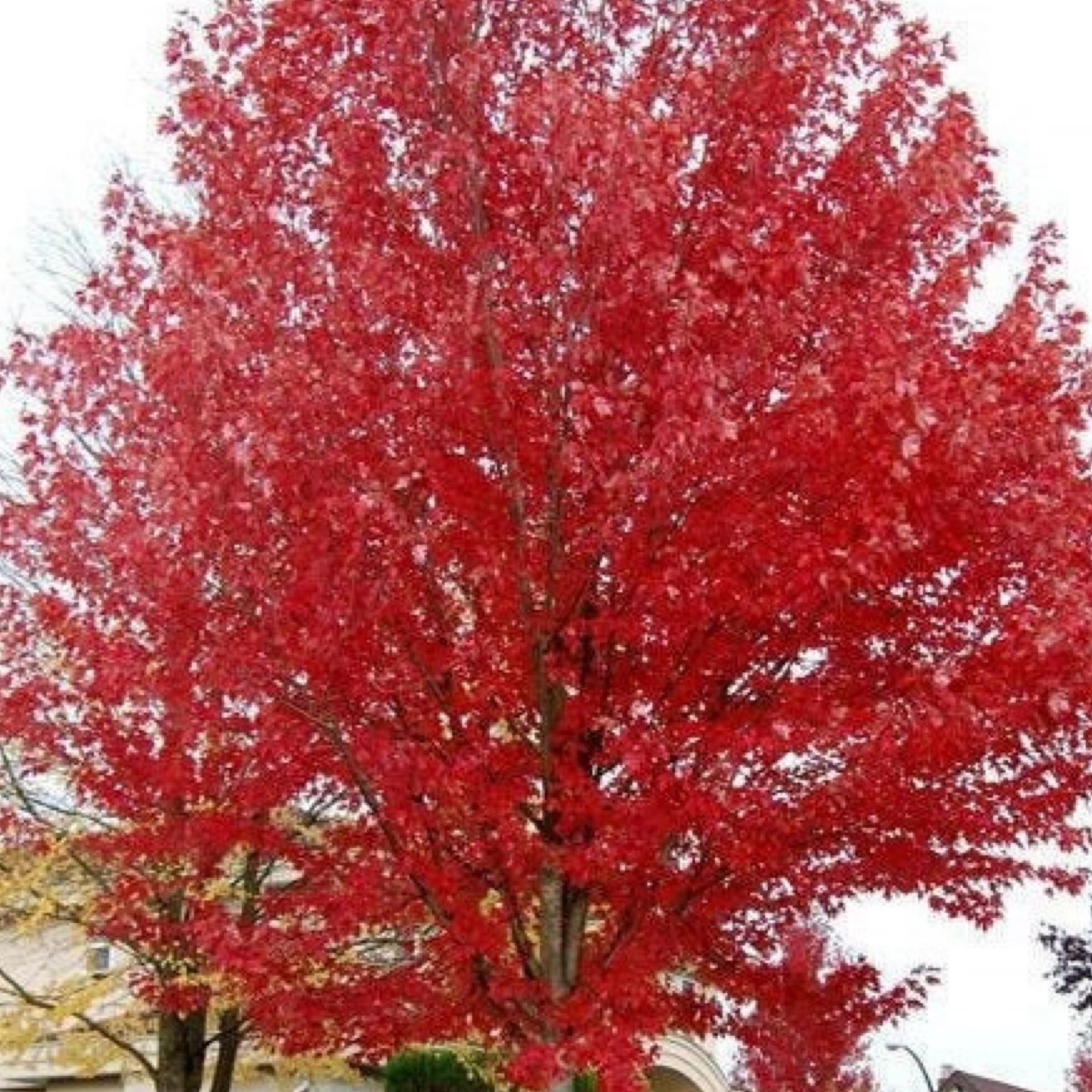 Acer Rubrum Red Sunset - View 11 from www redcrocus com