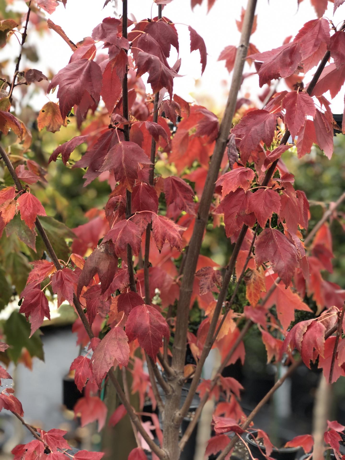 Acer Rubrum Red Sunset - View 14 from www redcrocus com