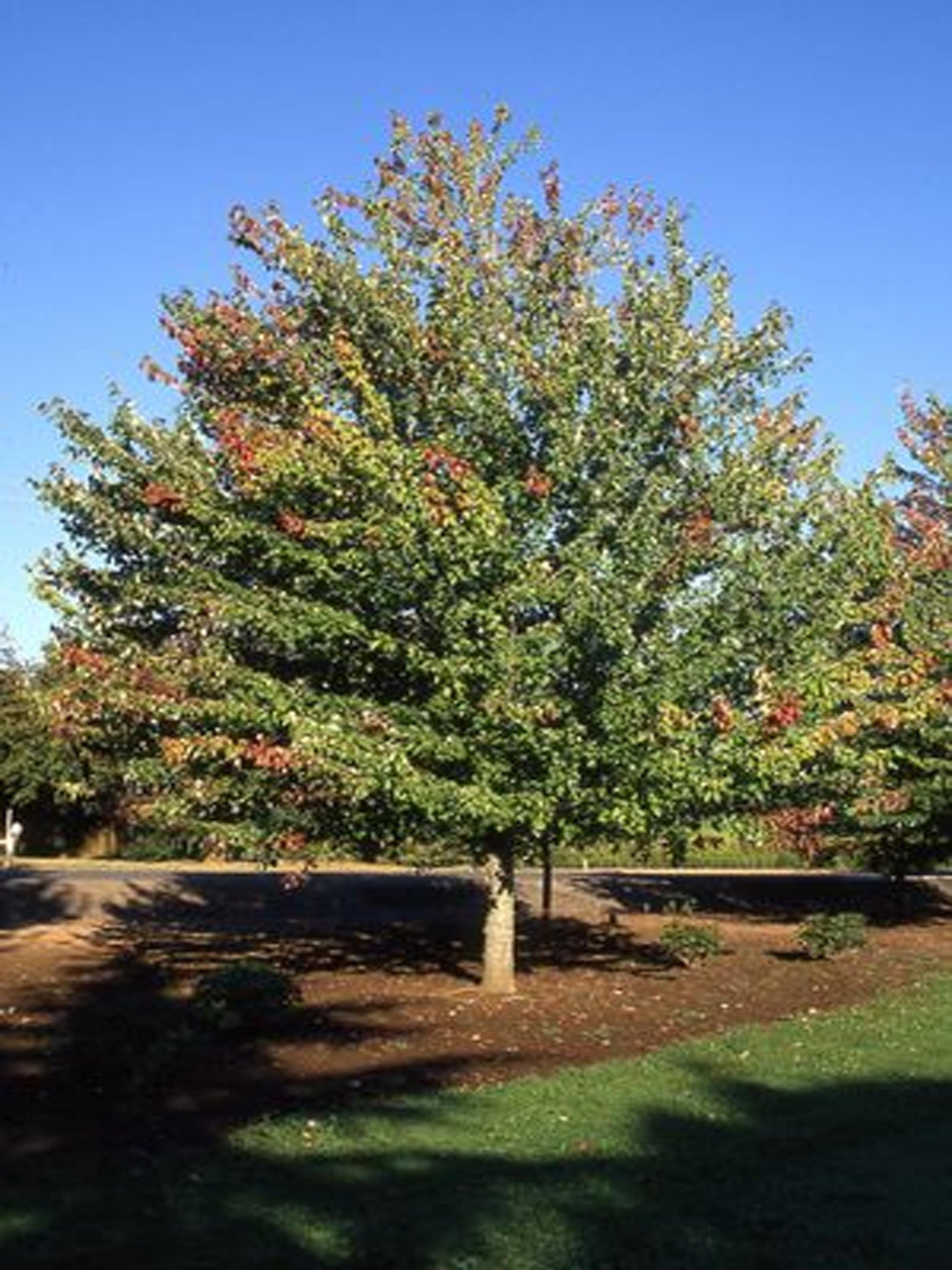 Acer Rubrum Red Sunset - View 16 from www redcrocus com