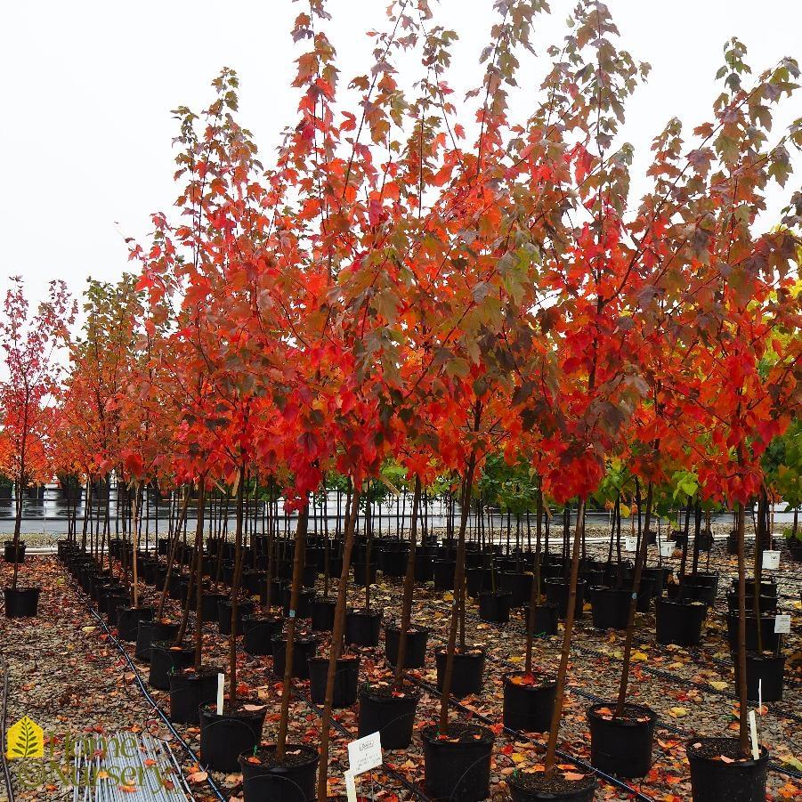 Acer Rubrum Red Sunset - View 17 from www redcrocus com