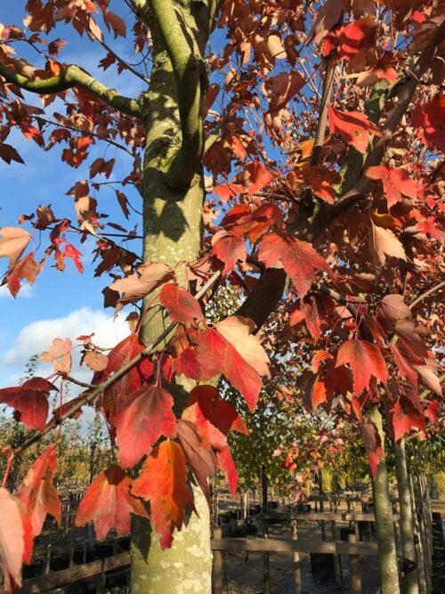 Acer Rubrum Red Sunset - View 19 from www redcrocus com