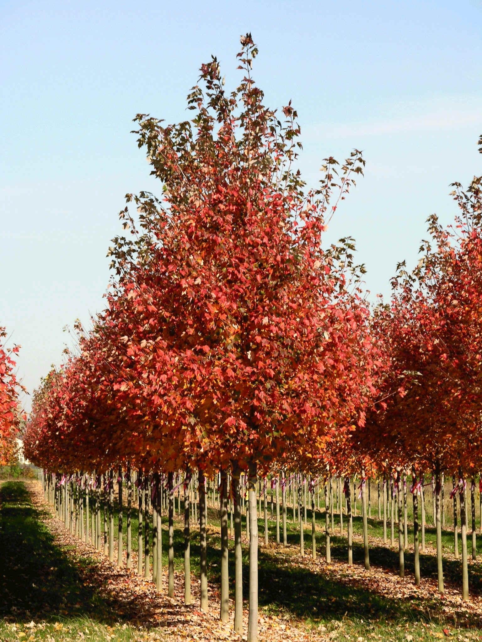 Acer Rubrum Red Sunset - View 20 from www redcrocus com