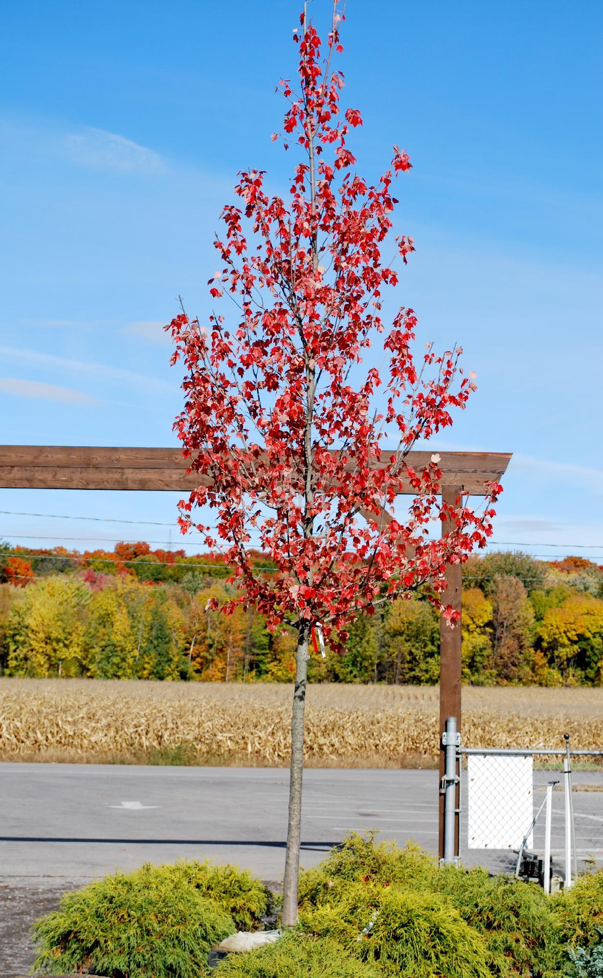 Acer Rubrum Red Sunset - View 6 from www redcrocus com