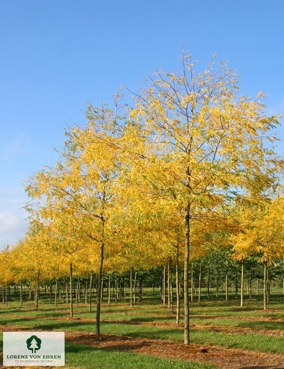 Gleditsia Triacanthos Skyline - View 6 from www redcrocus com