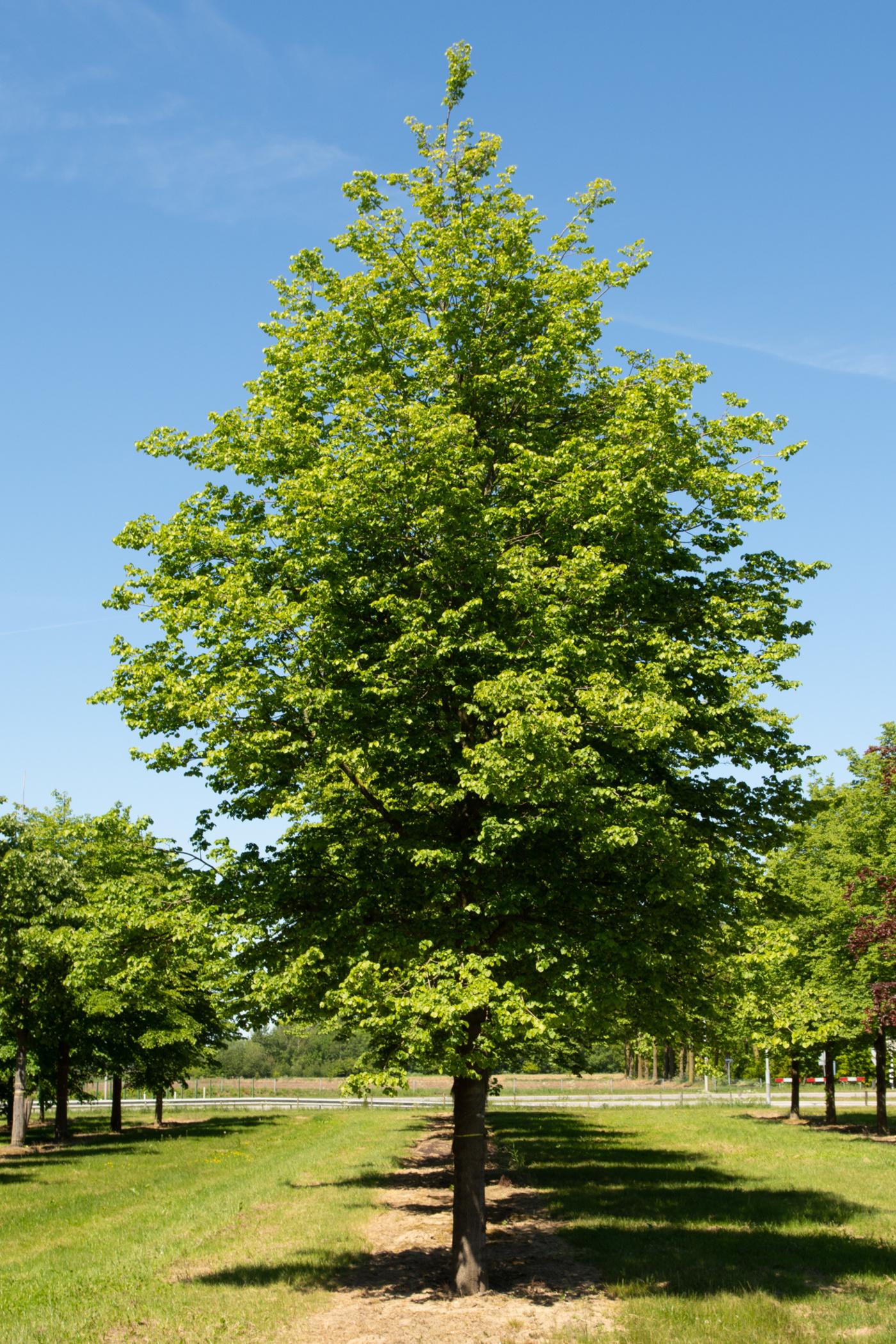 Tilia Cordata Greenspire - View 2 from www redcrocus com