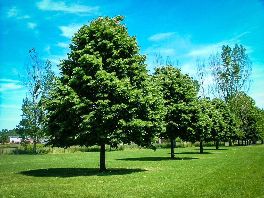 Tilia Cordata Greenspire - View 4 from www redcrocus com