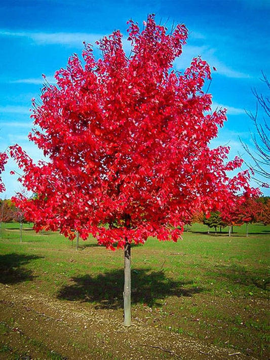 Acer Rubrum Red Sunset - View 1 from www redcrocus com